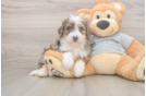 Best Mini Bernedoodle Baby