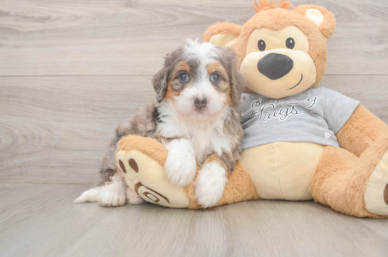 Best Mini Bernedoodle Baby