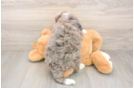 Friendly Mini Bernedoodle Baby