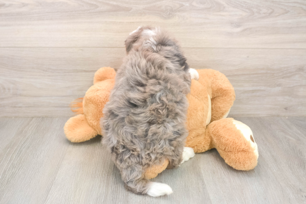 Friendly Mini Bernedoodle Baby