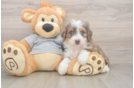 Mini Bernedoodle Puppy for Adoption