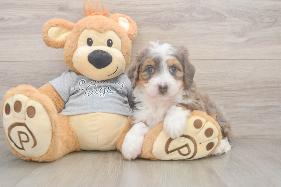 Mini Bernedoodle Puppy for Adoption