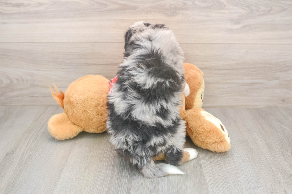 Mini Bernedoodle Puppy for Adoption