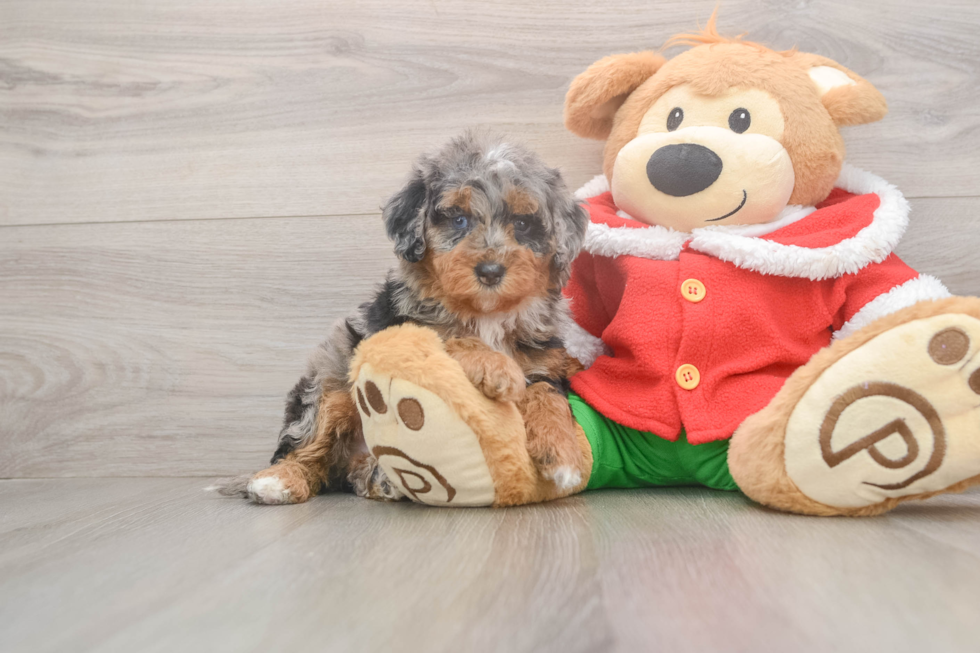 Playful Mini Berniedoodle Poodle Mix Puppy