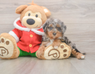 6 week old Mini Bernedoodle Puppy For Sale - Premier Pups