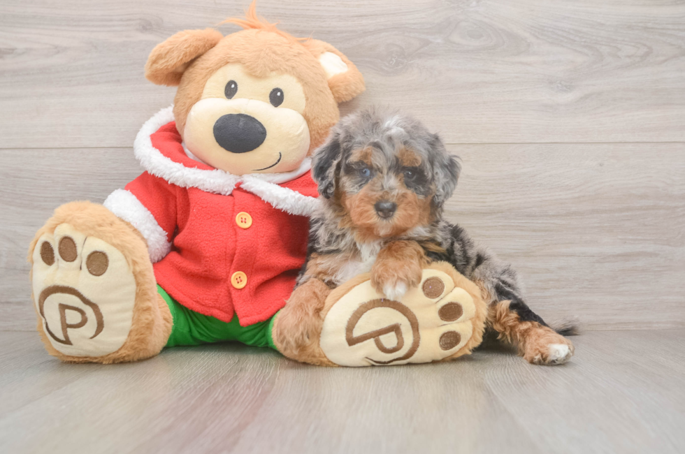 6 week old Mini Bernedoodle Puppy For Sale - Premier Pups