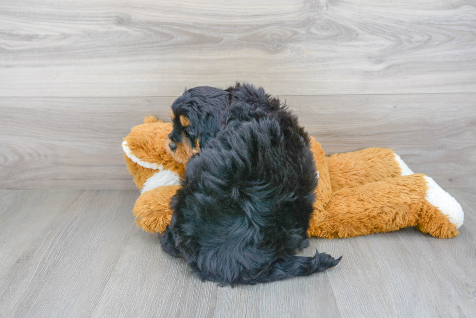 Smart Mini Bernedoodle Poodle Mix Pup