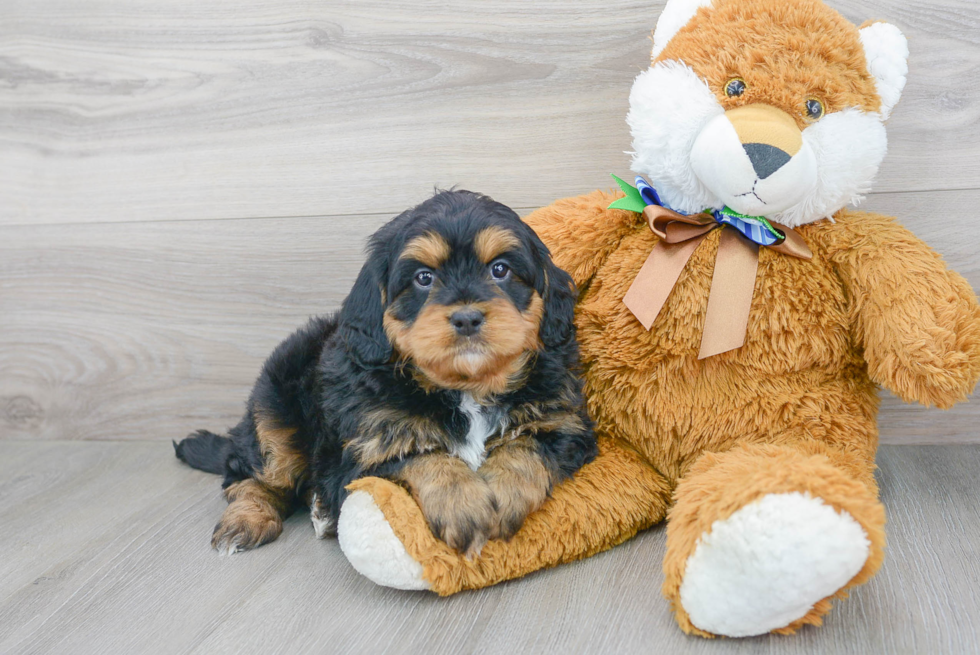 Little Mini Berniedoodle Poodle Mix Puppy