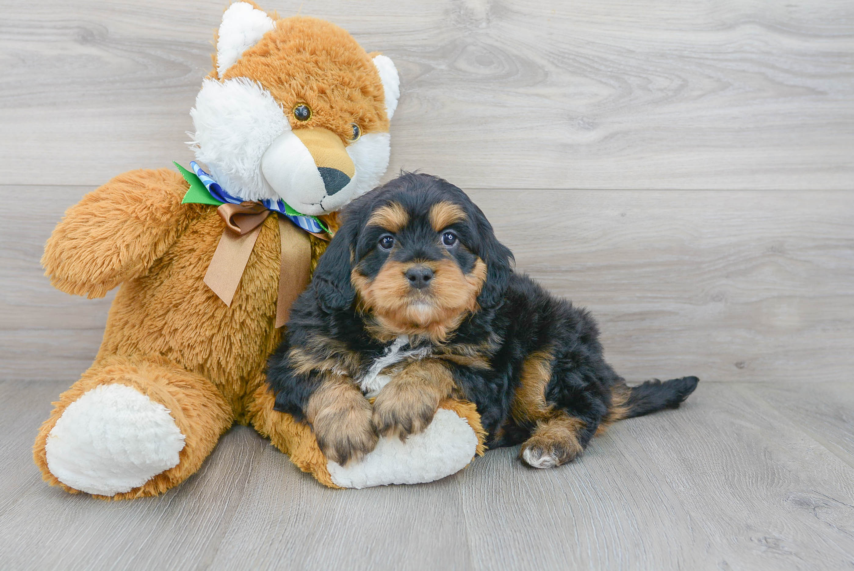 Mini Bernedoodle Pup Being Cute
