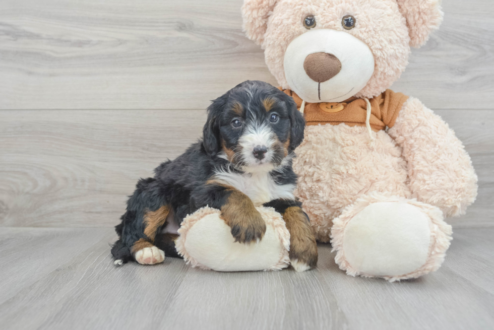 Smart Mini Bernedoodle Poodle Mix Pup