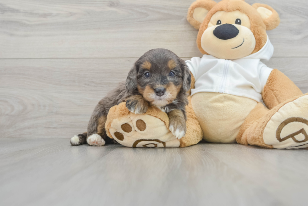 Friendly Mini Bernedoodle Baby