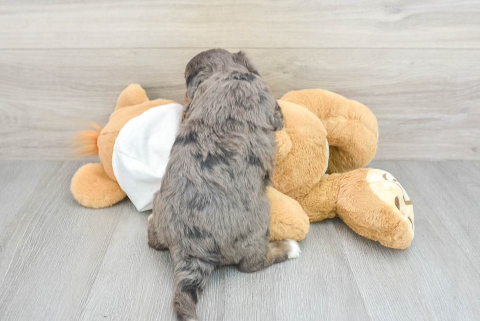 Mini Bernedoodle Puppy for Adoption