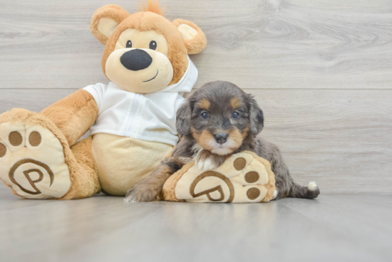 Mini Bernedoodle Puppy for Adoption