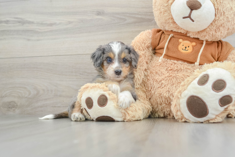 Mini Bernedoodle Puppy for Adoption