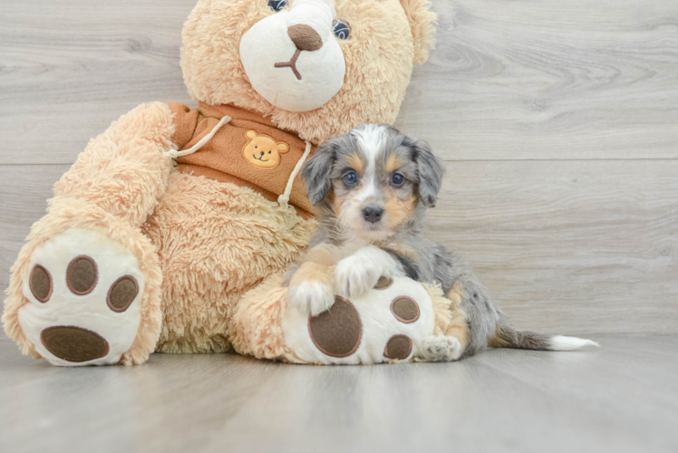 Sweet Mini Bernedoodle Baby