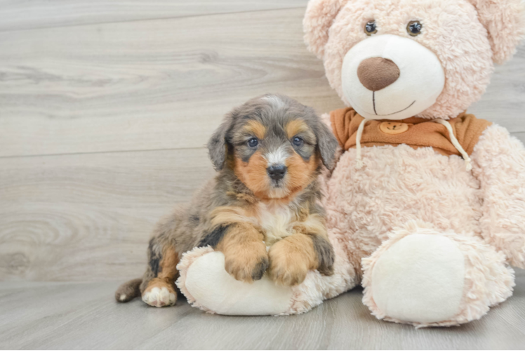 Mini Bernedoodle Puppy for Adoption