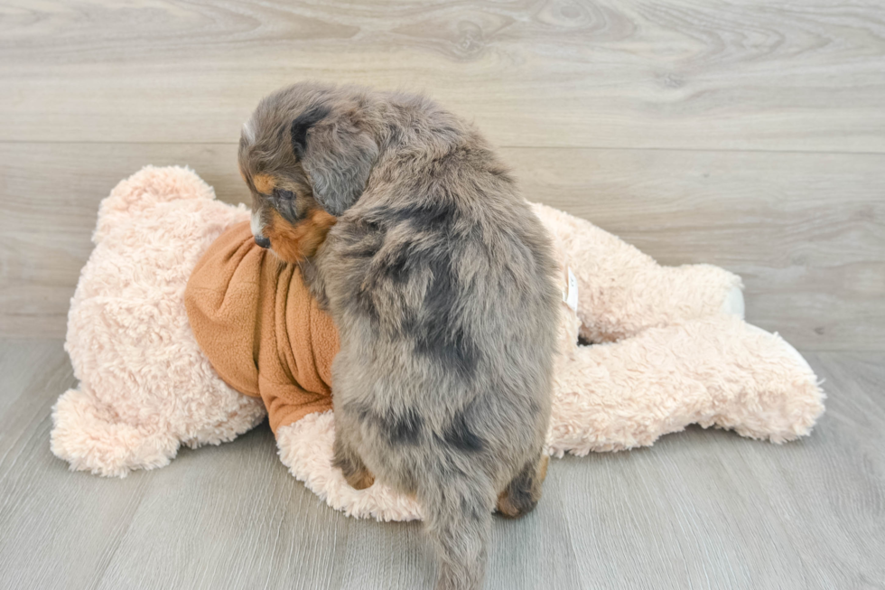 Hypoallergenic Mini Bernesepoo Poodle Mix Puppy