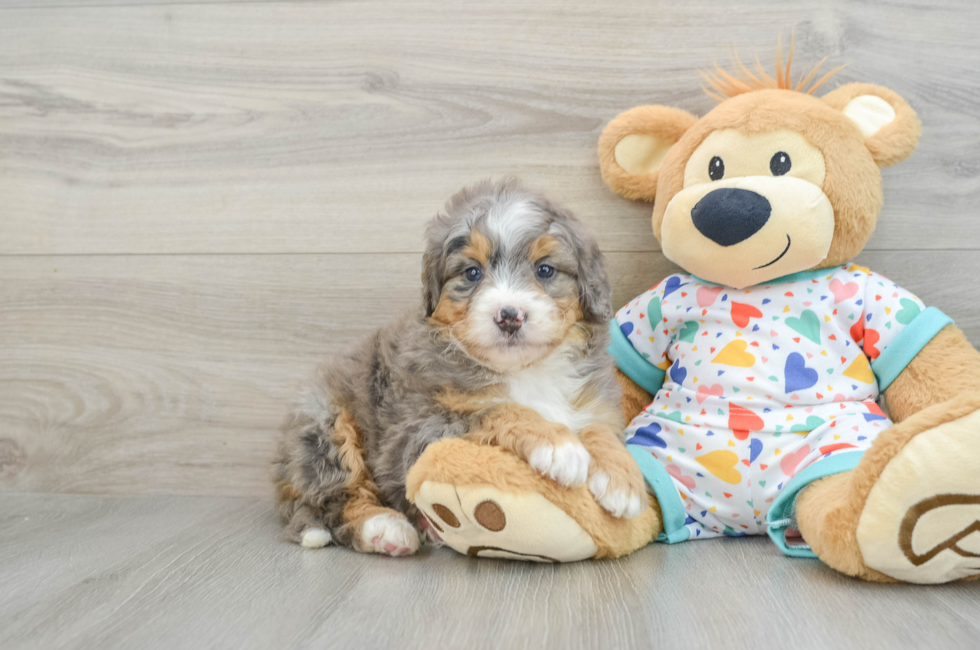 6 week old Mini Bernedoodle Puppy For Sale - Premier Pups