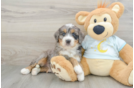 Friendly Mini Bernedoodle Baby