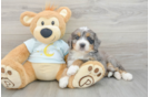Smart Mini Bernedoodle Poodle Mix Pup