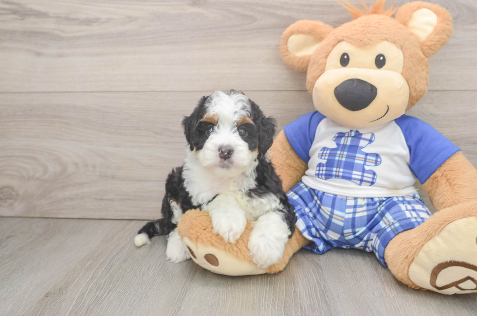 6 week old Mini Bernedoodle Puppy For Sale - Premier Pups