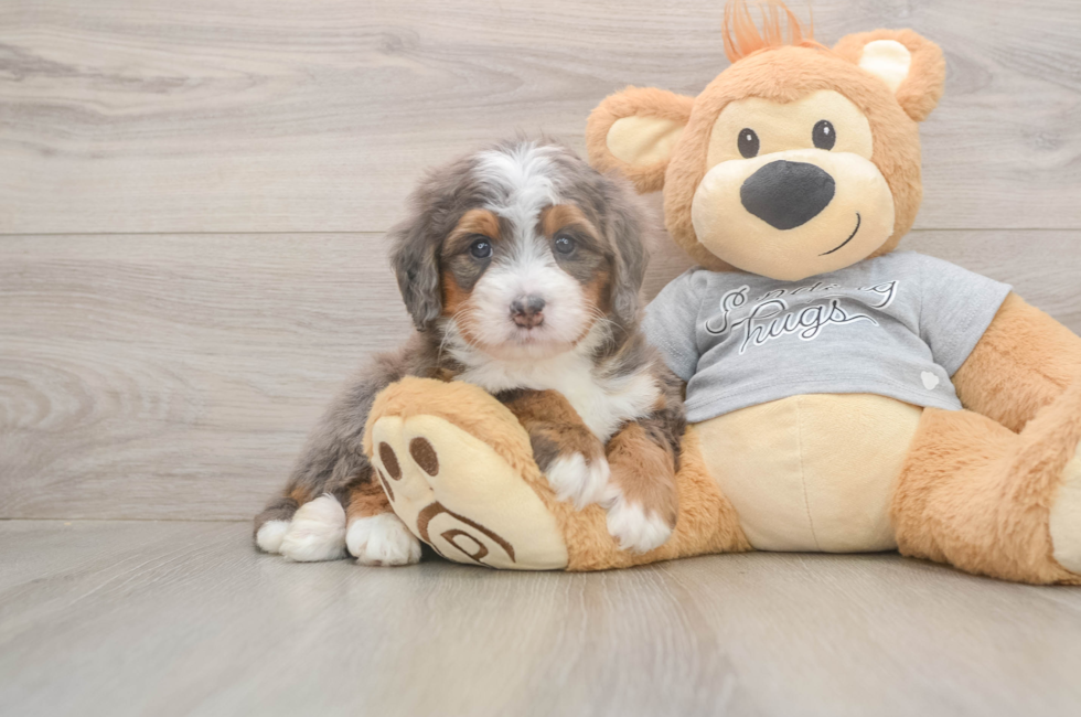 5 week old Mini Bernedoodle Puppy For Sale - Premier Pups