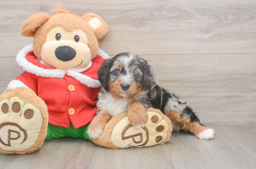 6 week old Mini Bernedoodle Puppy For Sale - Premier Pups