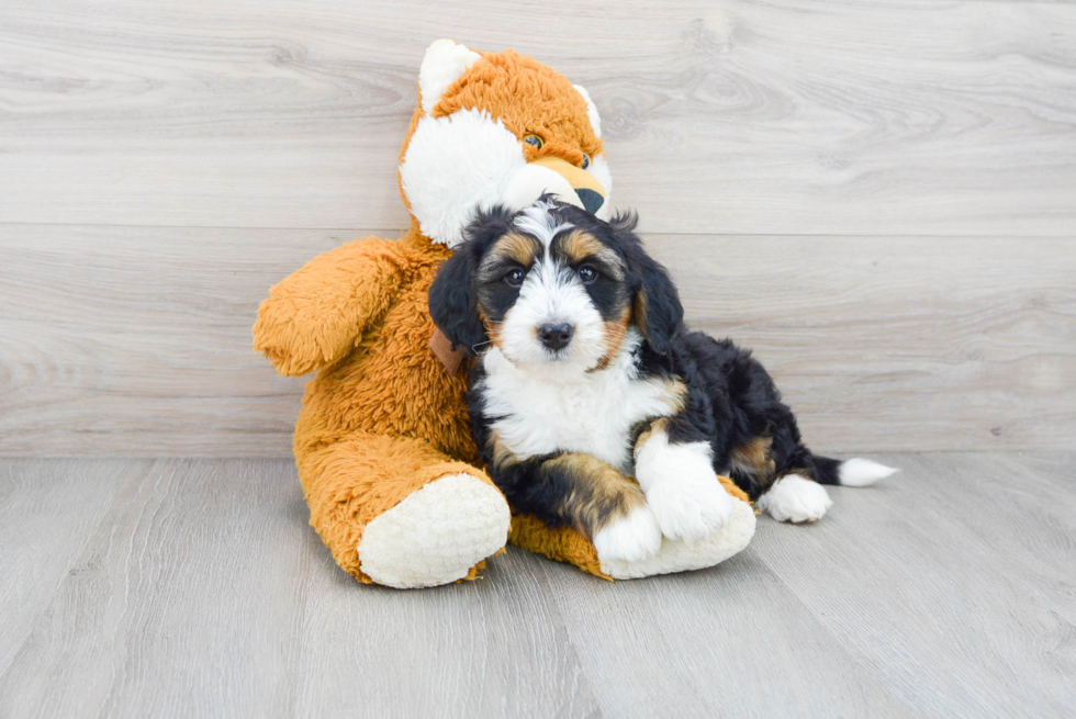 Happy Mini Bernedoodle Baby