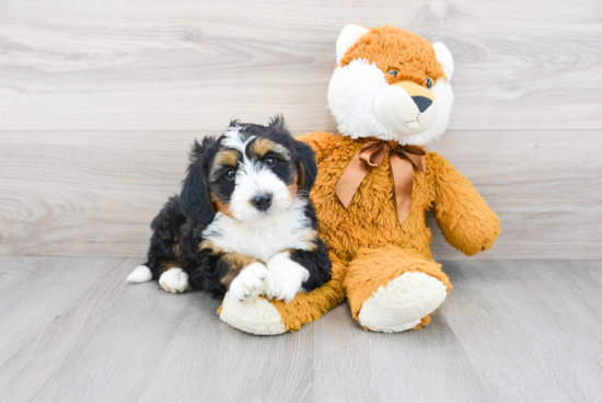 Mini Bernedoodle Pup Being Cute