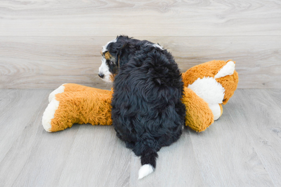 Happy Mini Bernedoodle Baby