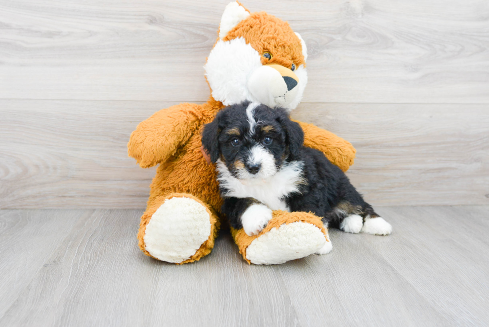 Happy Mini Bernedoodle Baby