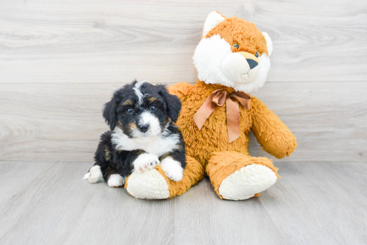 Mini Bernedoodle Puppy for Adoption