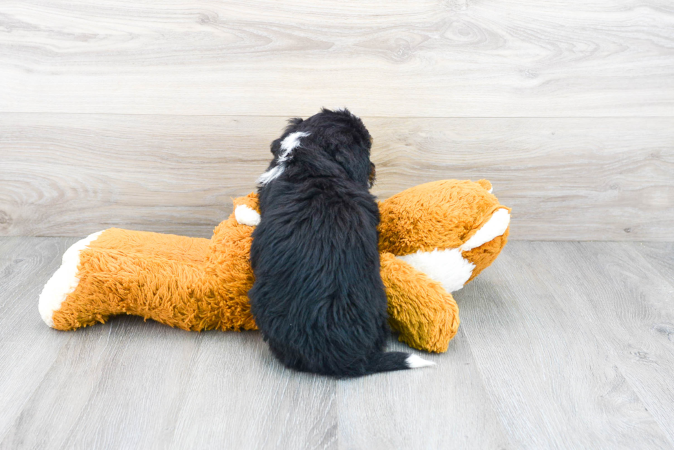 Funny Mini Bernedoodle Poodle Mix Pup