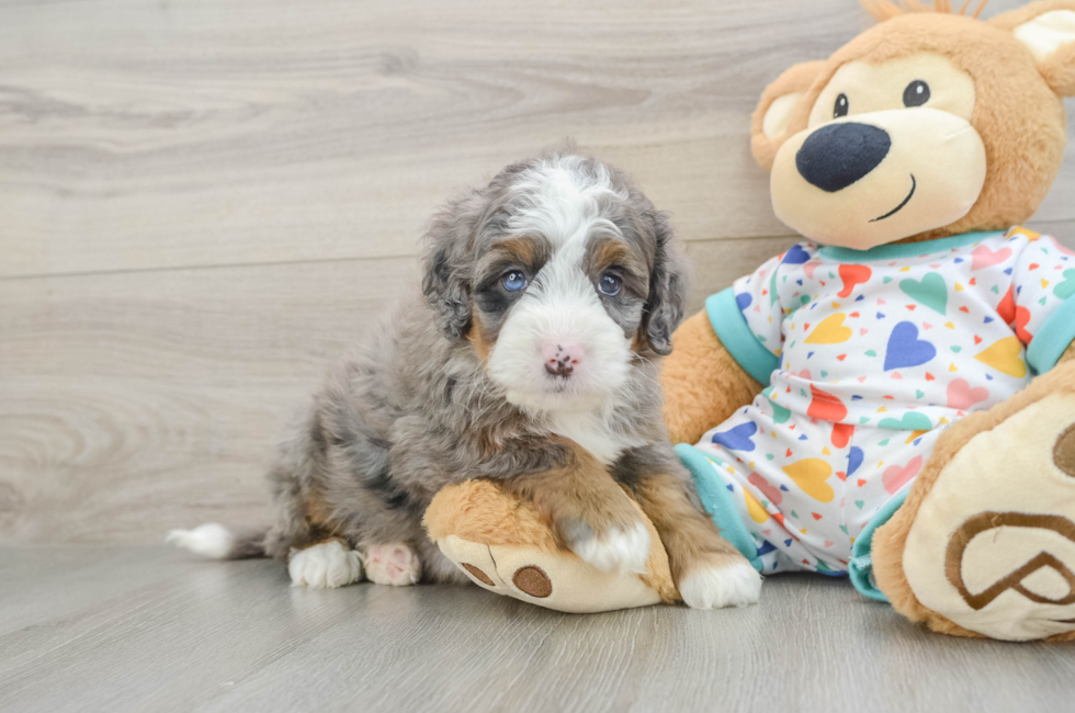 5 week old Mini Bernedoodle Puppy For Sale - Premier Pups