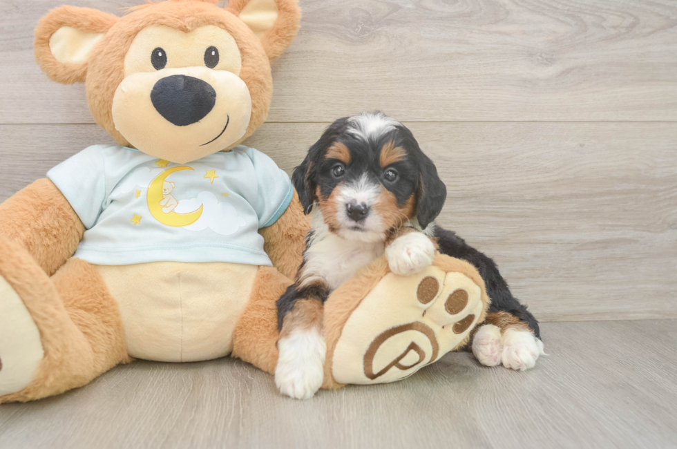 5 week old Mini Bernedoodle Puppy For Sale - Premier Pups