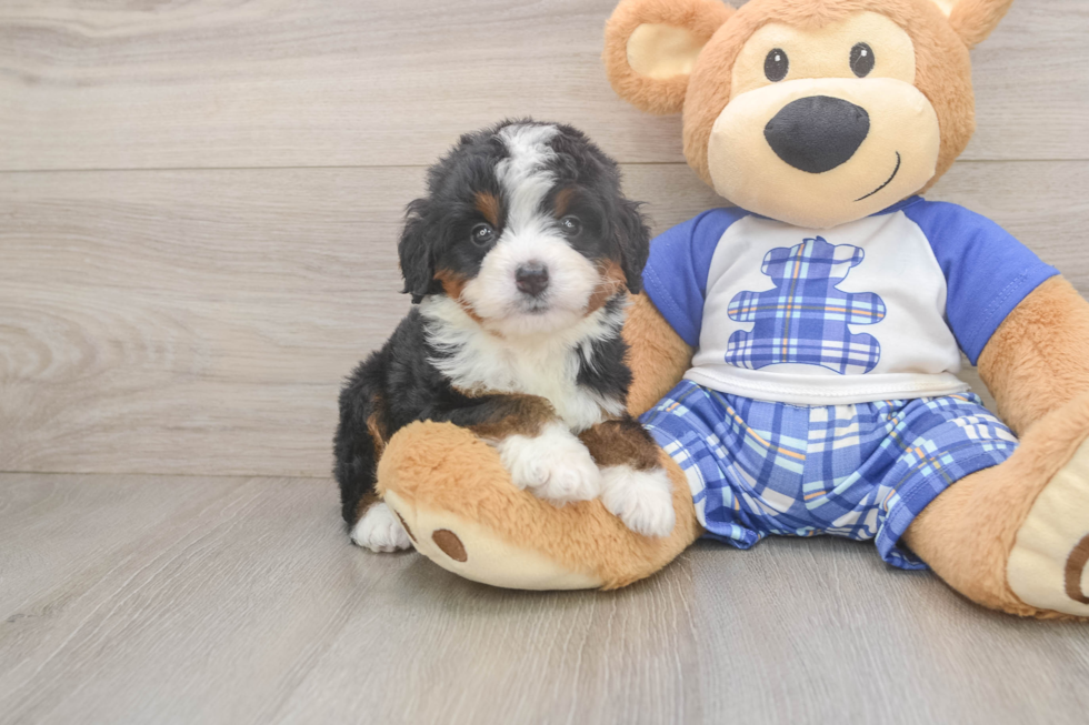 Popular Mini Bernedoodle Poodle Mix Pup