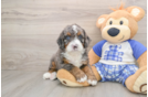 Petite Mini Bernedoodle Poodle Mix Pup