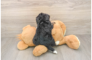 Adorable Bernese Doodle Poodle Mix Puppy
