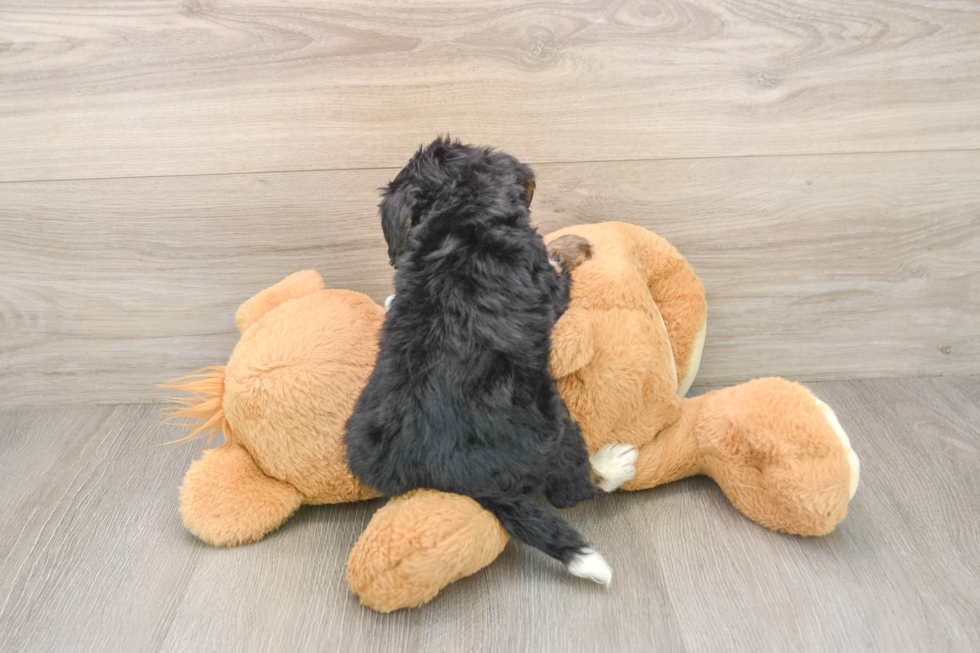 Adorable Bernese Doodle Poodle Mix Puppy