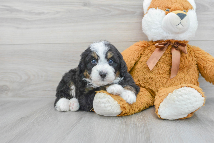 Playful Bernadoodle Poodle Mix Puppy