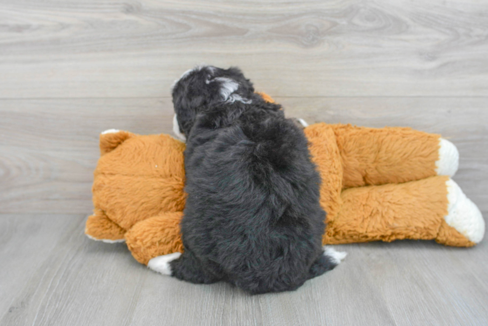 Popular Mini Bernedoodle Poodle Mix Pup