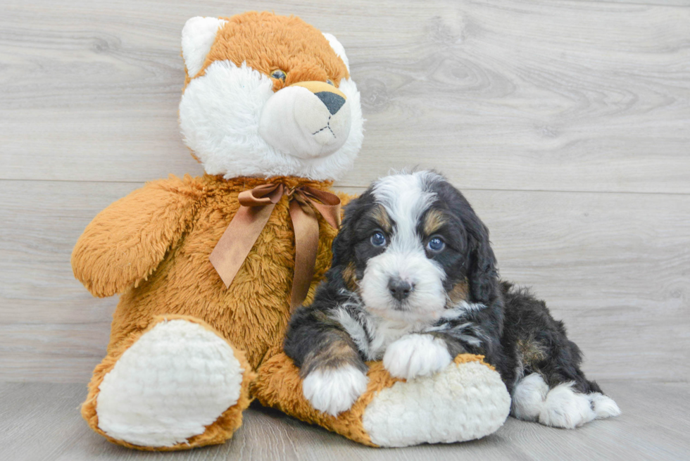 Mini Bernedoodle Pup Being Cute