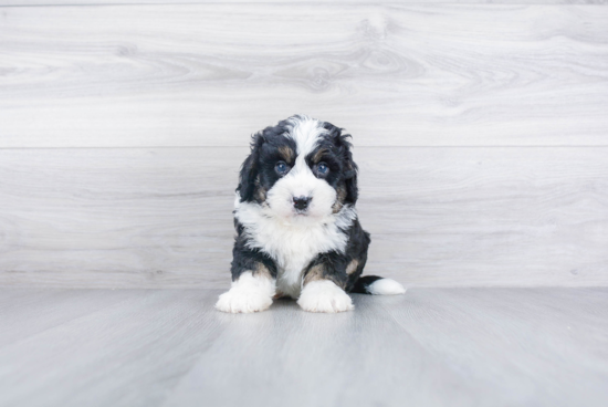 Friendly Mini Bernedoodle Baby