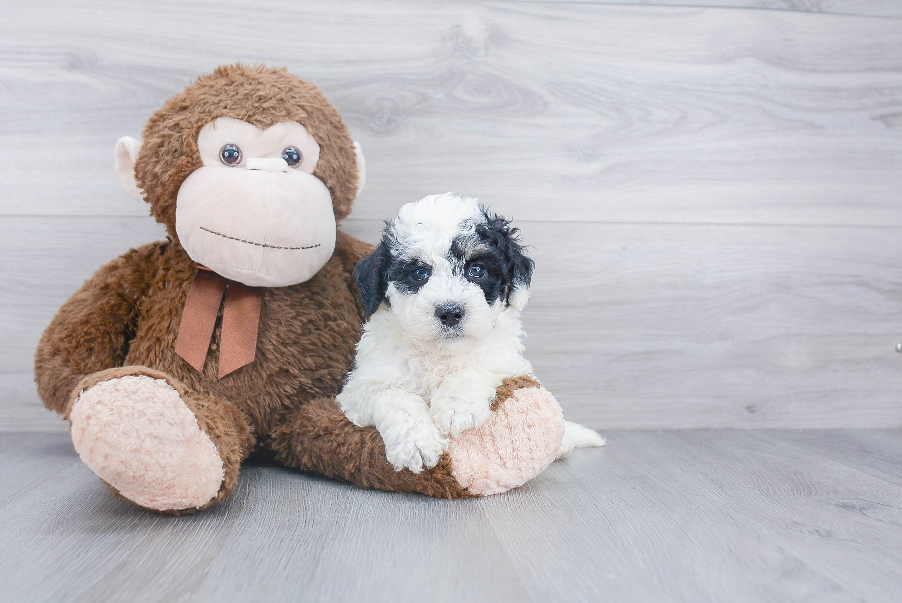 Best Mini Bernedoodle Baby