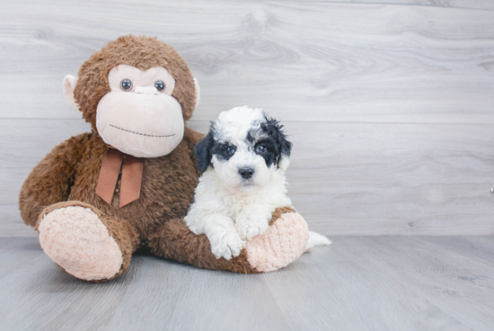 Best Mini Bernedoodle Baby