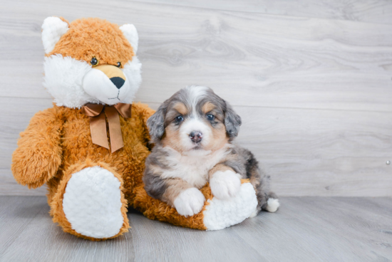 Best Mini Bernedoodle Baby