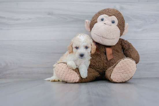 Cute Mini Bernedoodle Baby