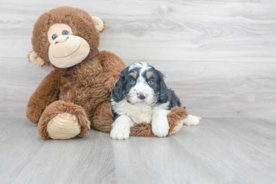 Mini Bernedoodle Pup Being Cute