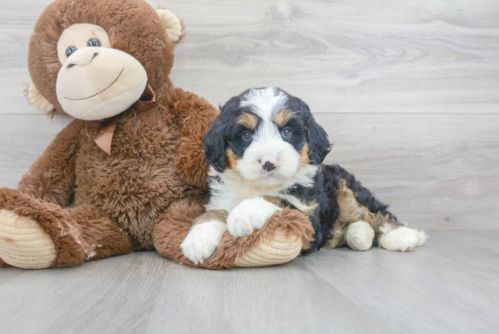 Best Mini Bernedoodle Baby