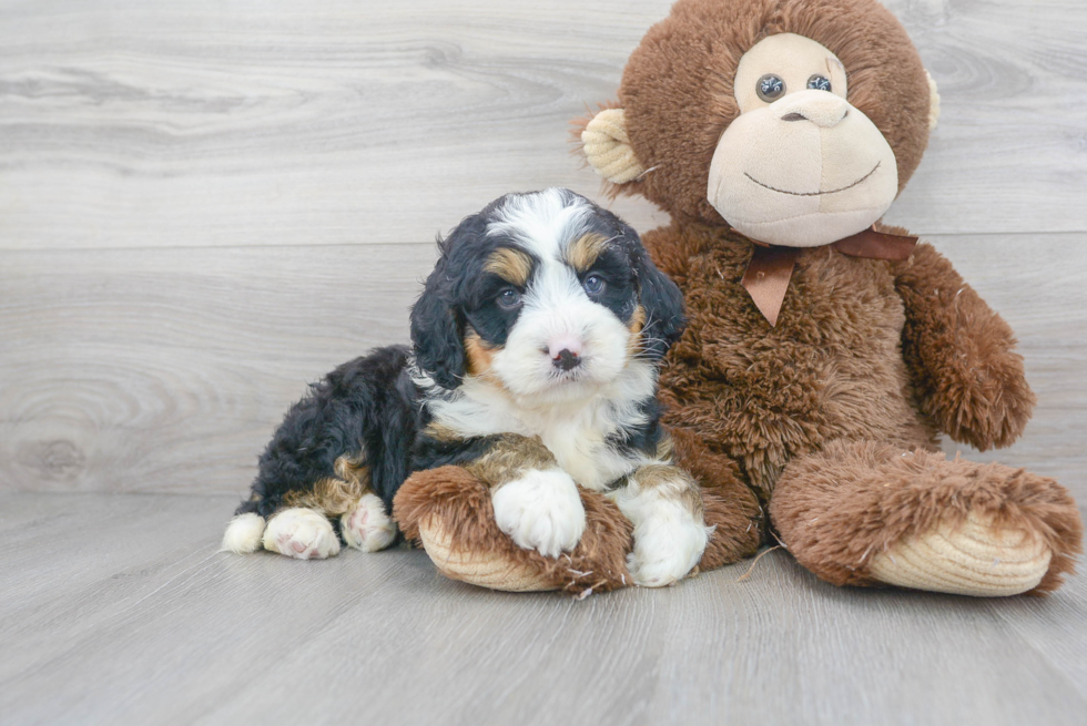 Petite Mini Bernedoodle Poodle Mix Pup